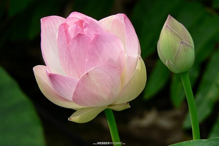 Sacred lotus : Webber Photography