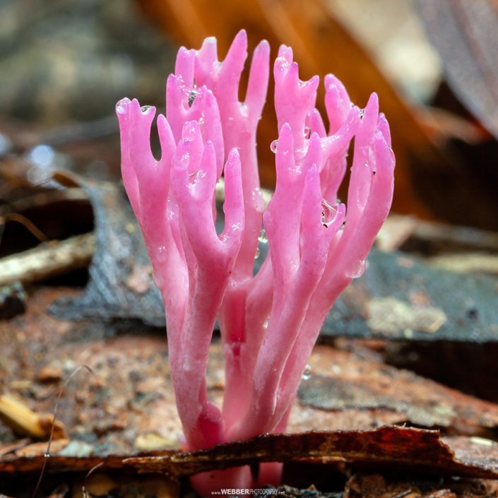 Coral fungi : Webber Photography