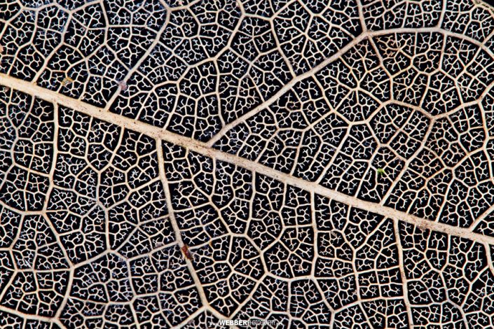 Leaf vein detail : Webber Photography