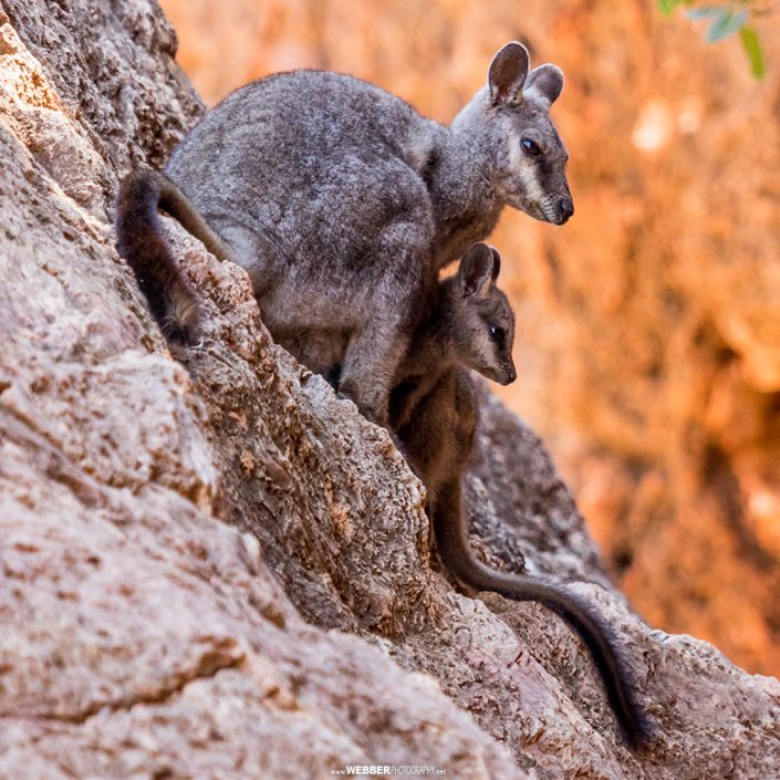 Black-flanked rock wallaby : Webber Photography